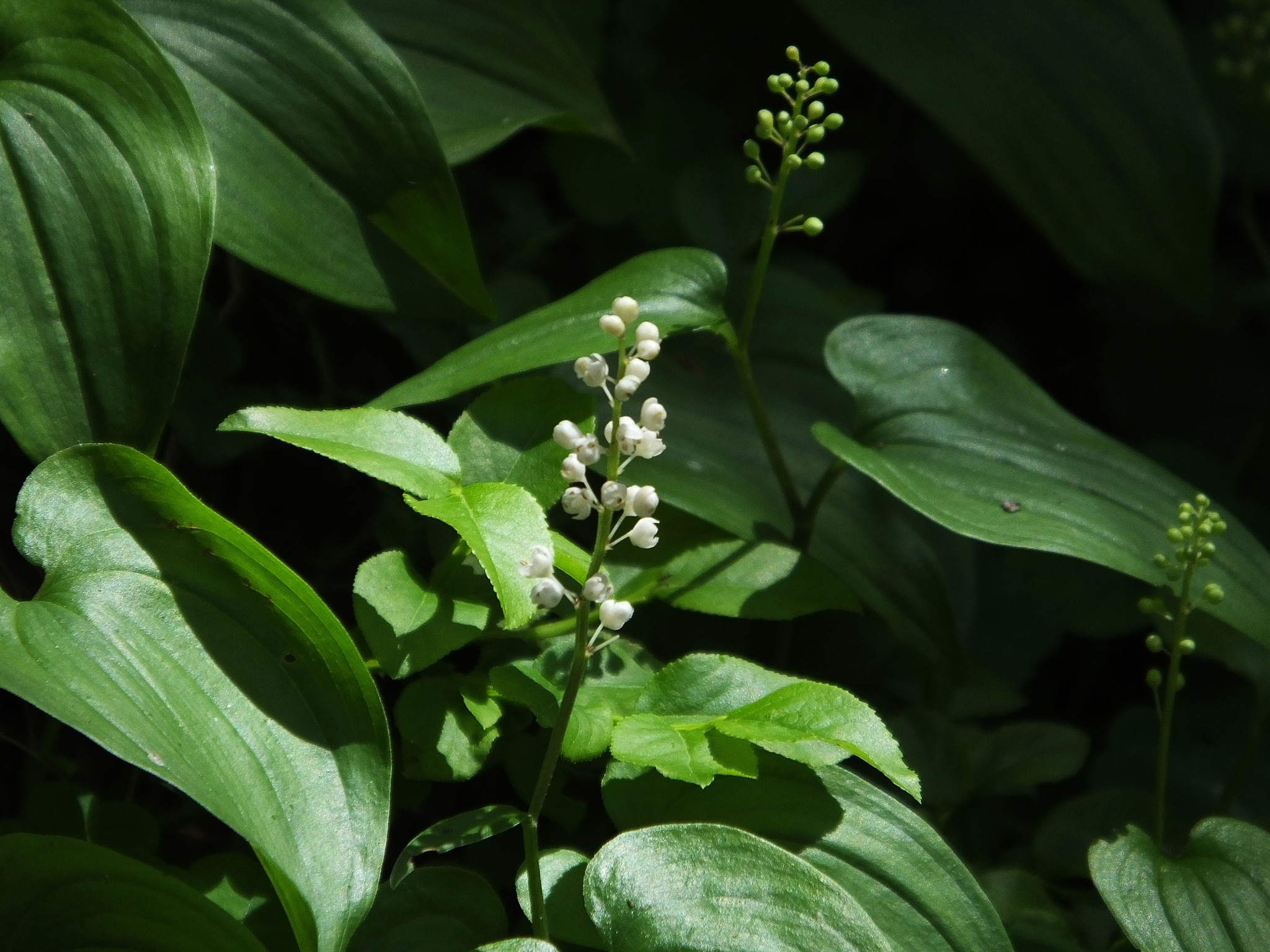 Zweiblättrige Schattenblume Tennengau