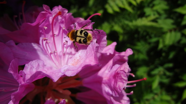 Trichius fasciatus ... ein besonderer Besucher