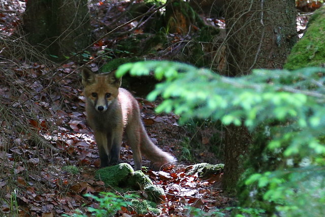 .........beim Spazieren gehen begegnende ich zufällig diesen Fuchs. Nach einem kurzen Fotoshooting war er wieder weg.