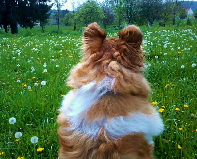 ... denkt sich Lilly hinterm Garten !