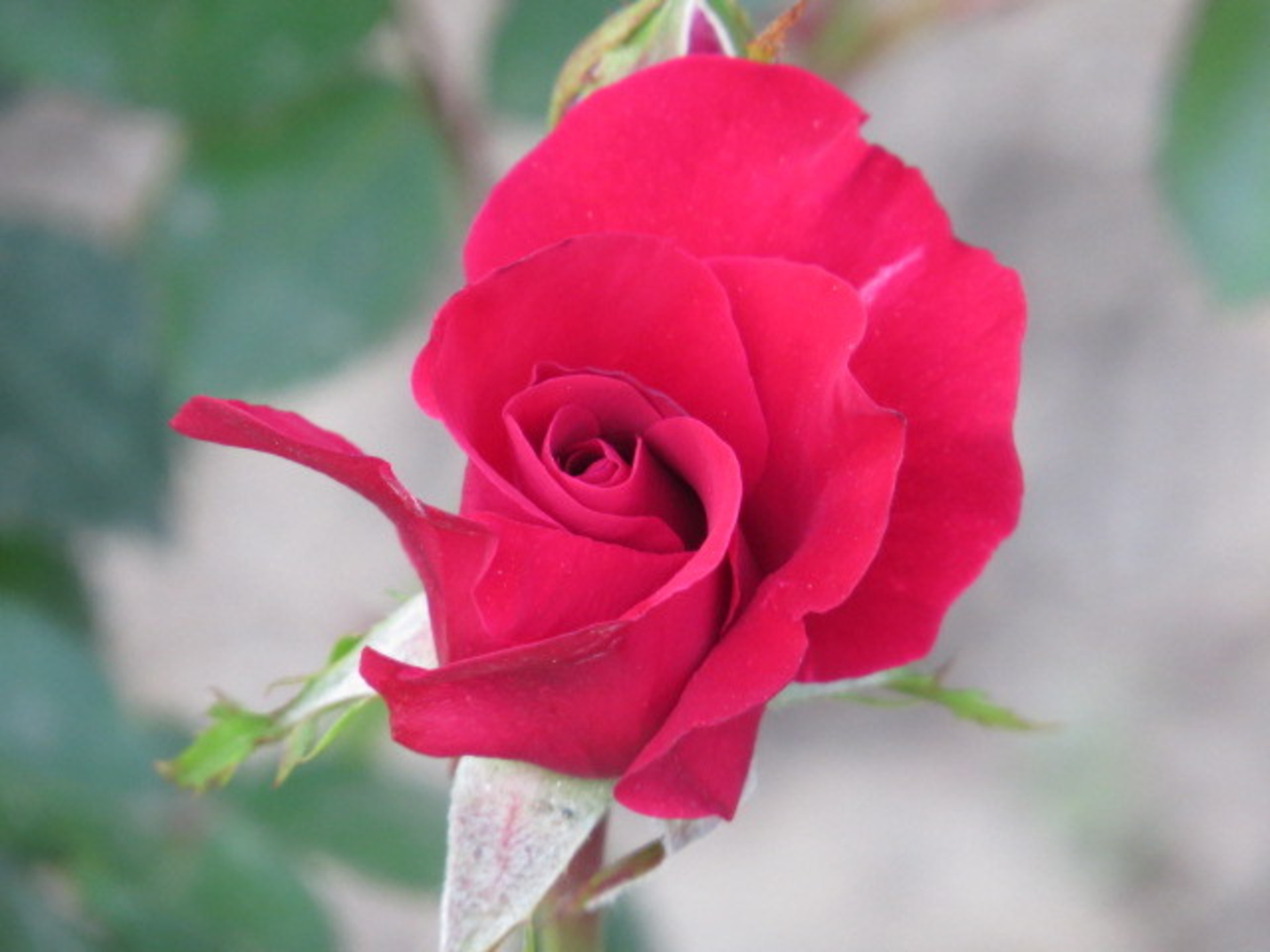 Die Königin der Blumen im Garten - Lavanttal