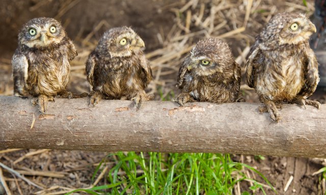 Vierlinge bei Familie Steinkauz | Foto: Plachy