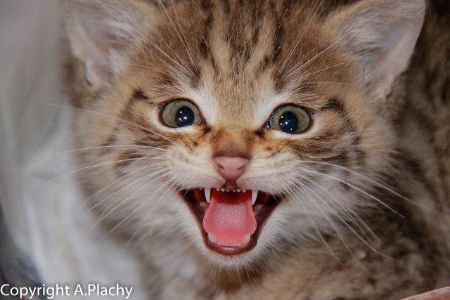 Wildkatzen fauchen die faszinierten Besucher an. | Foto: Plachy