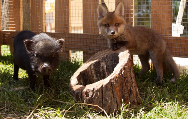 Schweinchen Elli und Fuchs Soay | Foto: Plachy