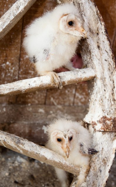 Flauschige Zwillinge bei den Schleiereulen | Foto: Plachy