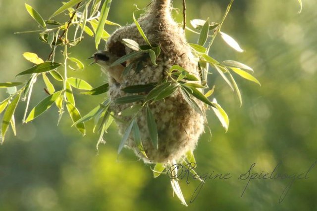 Viel später als die heimischen Meisen jedoch nicht weniger eindrucksvoll, baut die Beutelmeise ihr Nest in der Lobau.