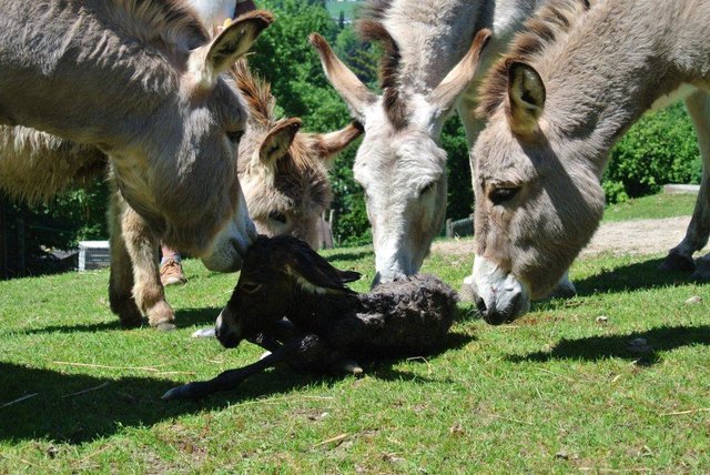 Familie Esel freut sich über ihr kleines, patschiges Eselbaby | Foto: Plachy