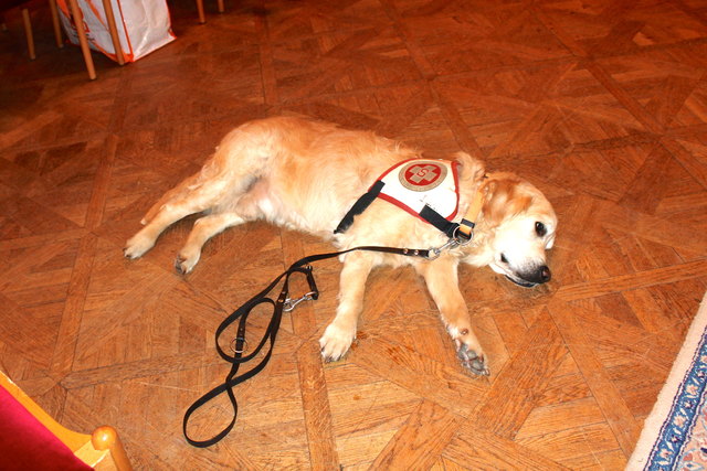 Hannelore Erdles Besuchshund Darios nimmt die Ehrung im Rathaus gelassen: Ihn kann nichts aus der Ruhe bringen