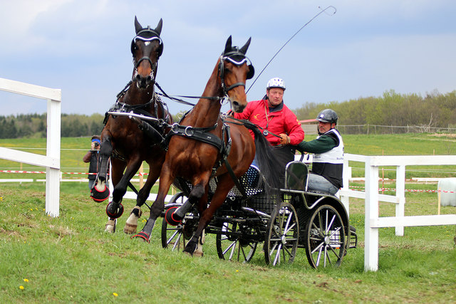 Der Poppendorfer gewann sowohl Dressur als auch Marathon und Hindernisfahren. | Foto: Stefan Graf