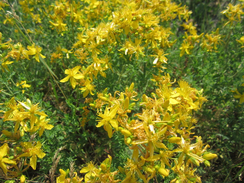 Wenn Das Johanniskraut Hypericum Perforatum Bluht Dann Ist