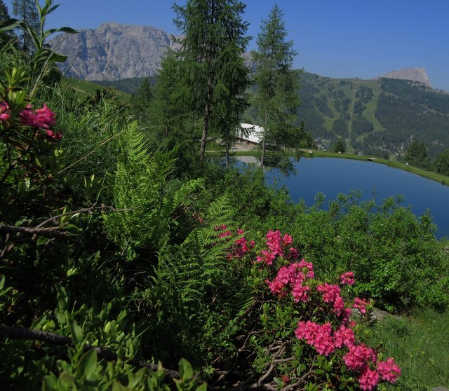 Almrausch am Naßfeld, Watschiger Alm.