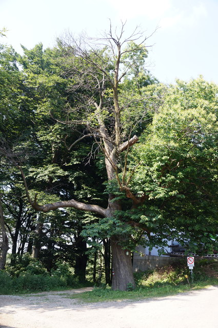 Seit Kurzem gilt die Edelkastanie beim Wienerwaldhof Rieger nicht mehr als Naturdenkmal.