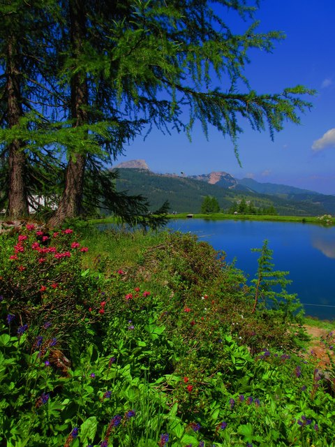 Wulfenia und Almrausch am Naßfeld