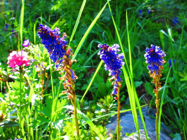 Wulfenia am Naaßfeld