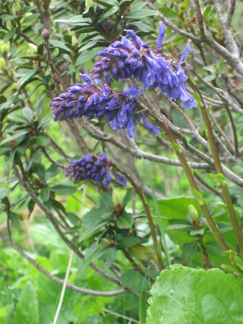 Wulfenia | Foto: Lisa Lin