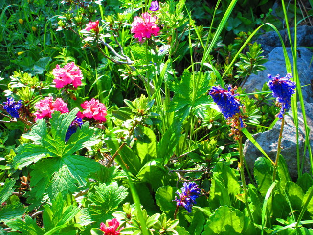 Wulfenia trifft Almrausch