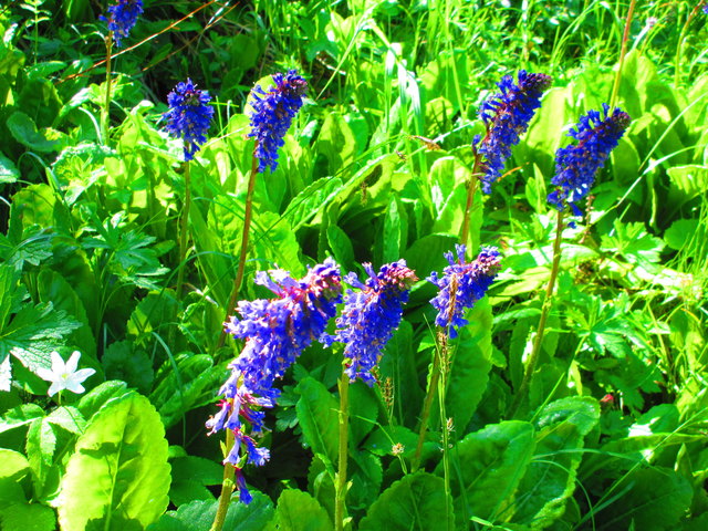 Die Wulfenia wächst nur am Naßfeld