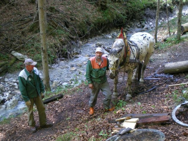 Der Haflinger Moritz musste schwer schleppen, um die Roßlochklamm wieder für Besucher zugänglich zu machen. | Foto: Tourismusverband Mürzer Oberland