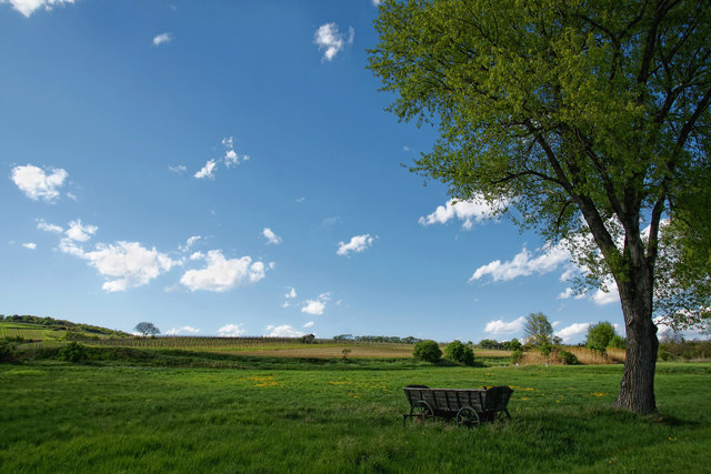 Weingegend Guntramsdorf Niederösterreich