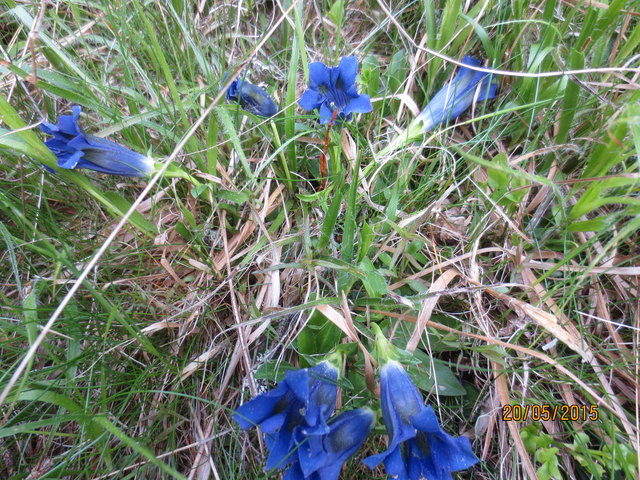 Auf der St.Martineralm