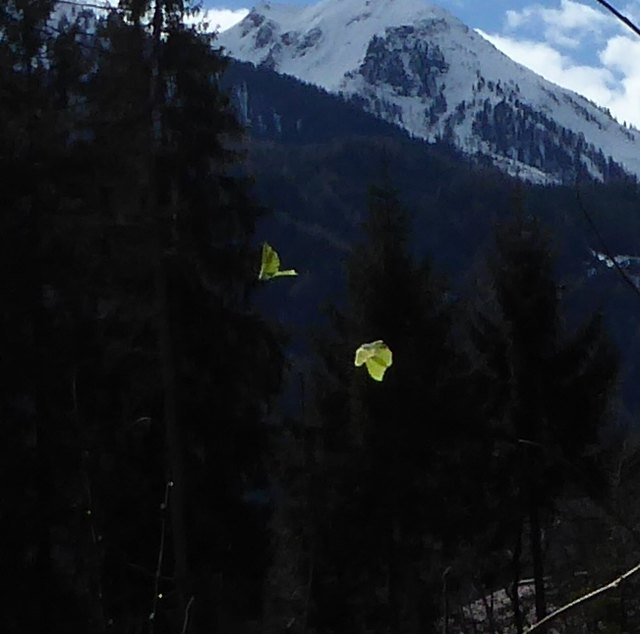 "Balzflug" der Zitronenfalter