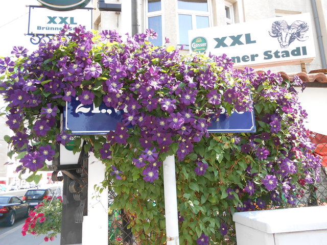 Die Clematis verdecken schon fast komplett das Schild 21., Werndlgasse welches Ecke Brünnerstraße steht, eine richtige Augenweide
