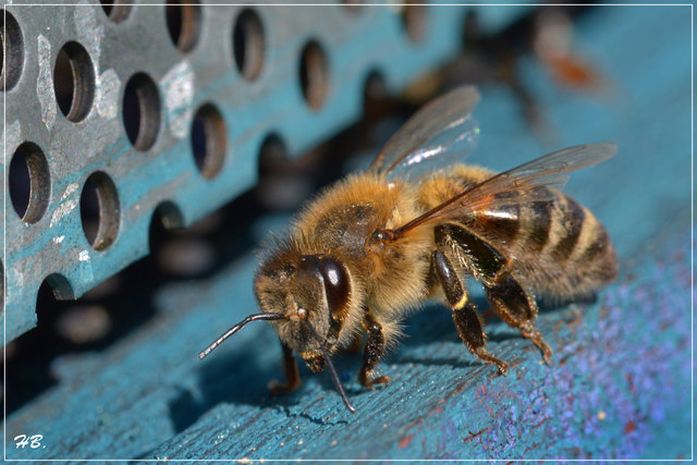 Startverbot. Laut Landesgesetz dürfen in Kärnten nur noch Carnica-Bienen abheben. Imker ziehen nun vor Gericht