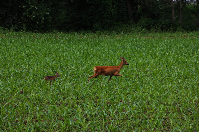 das ist kein Jäger, das ist ein Regionaut ....