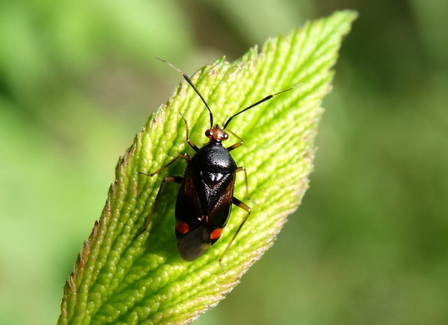 Rote Weichwanze Deraecoris ruber