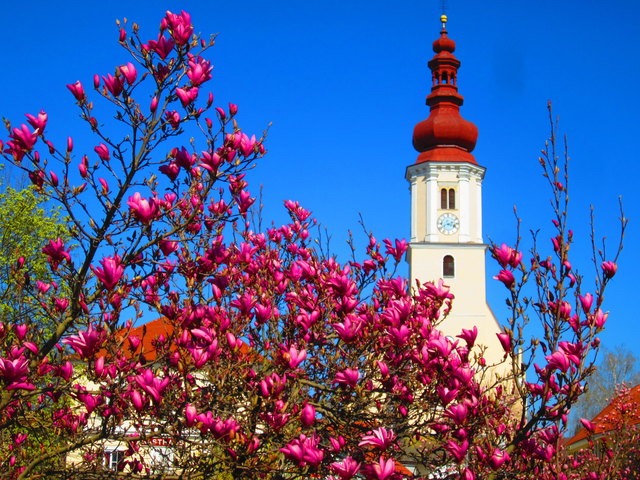Frühling bei den Nachbarn in der Steiermark. Fernitz bei Graz
