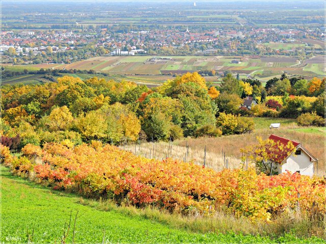 Gumpoldskirchen in NÖ