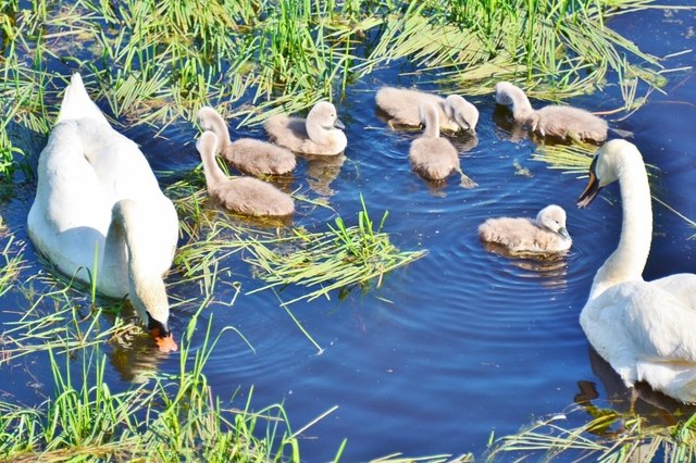 Eine Schwanen-Familie tummelt sich in der Moldau.