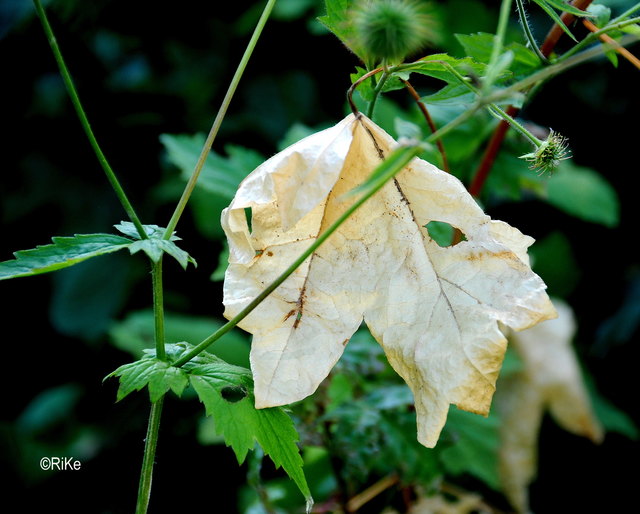 Leben und Vergänglichkeit