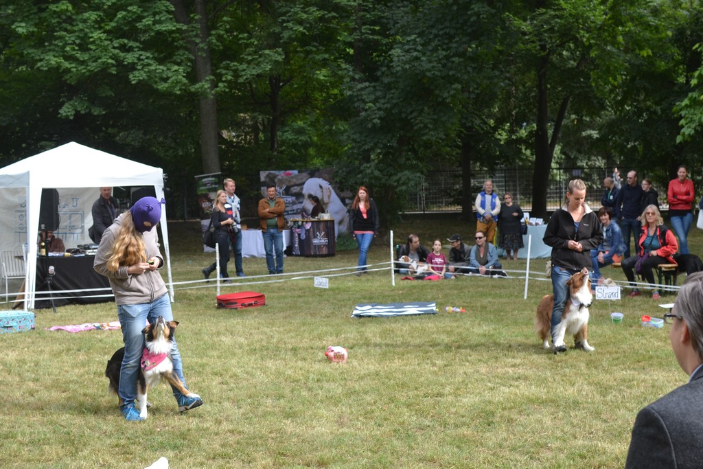 Trickdog Amy Performt Mit Justy Am Sattelfest In Der Krieau