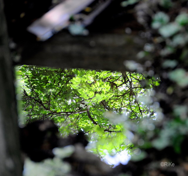 Spiegelung der Bäume in einer LACKE