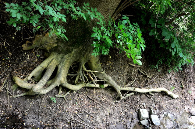 Finger des Baumes ...