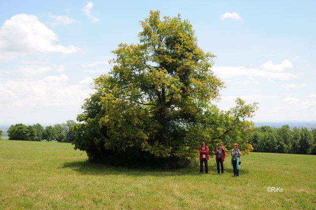 Ein wunderbarer Baum war die Kulisse fürs Gruppenbild