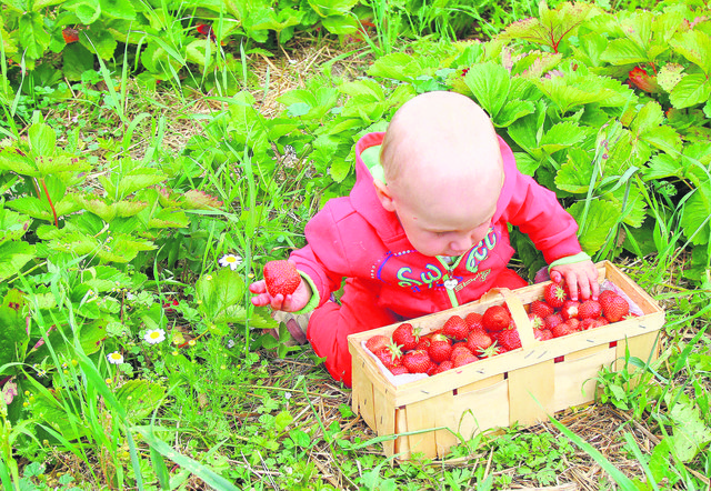Die süßen Früchte, die einen hohen Wasseranteil haben, schmecken Groß und Klein. | Foto: Foto: Wögerbauer
