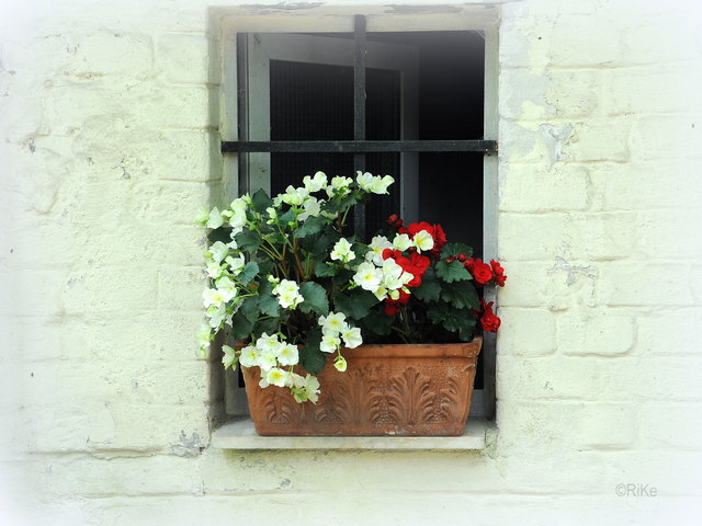 Schöner Blumenschmuck