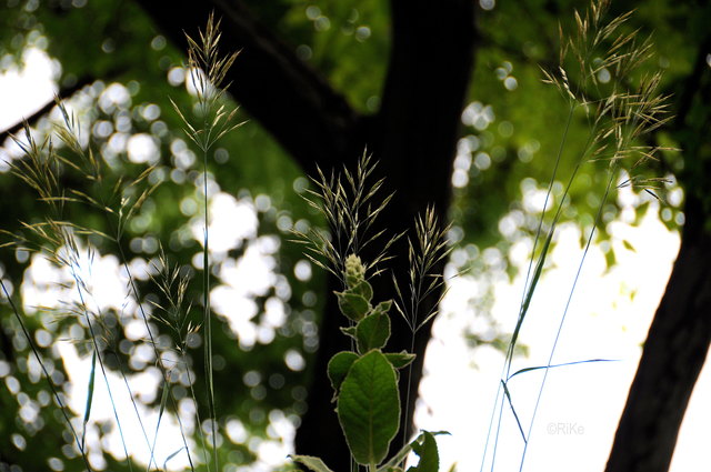 Zarte Gräser am Dach