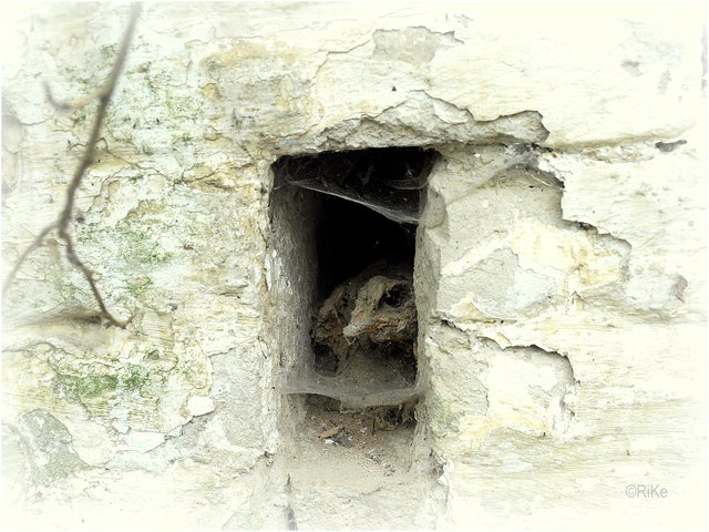 Wer schaut denn da heraus? (Ein Holzstück was im Kellerfenster lag)