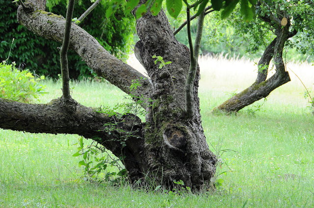 Nicht gerade wachsend ...trotzdem schön anzuschauen