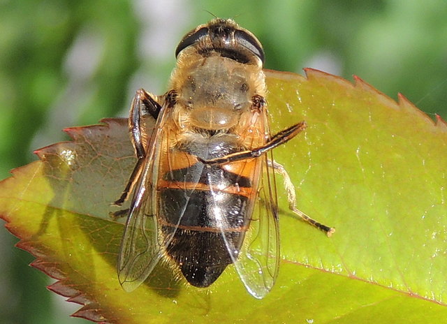 Mistbiene, Schlammbiene oder Scheinbienen-Keilfleckschwebfliege  Eristalis tenax