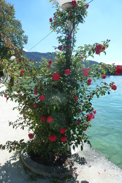Pörtschacher Rosenpromenade am Wörthersee