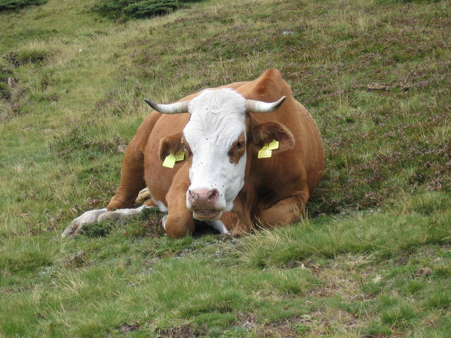 Gesunde Kärntner Almkuh