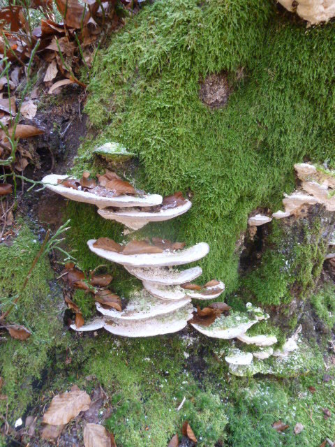 Am Forstsee-Kärnten