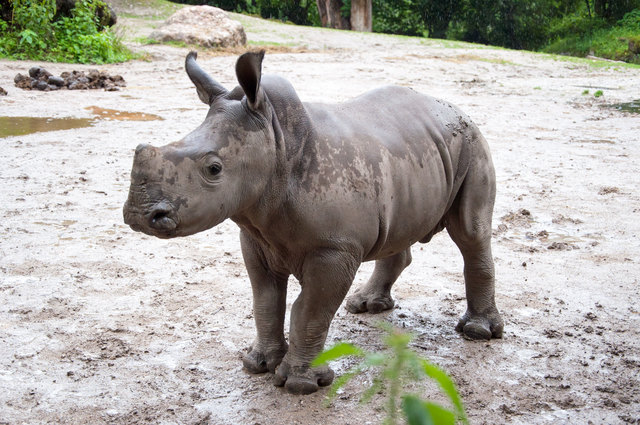 Der kleine Amadou hat sein Geburtsgewicht bereits verdoppelt und bringt nun stolze 100 Kilo auf die Waage.