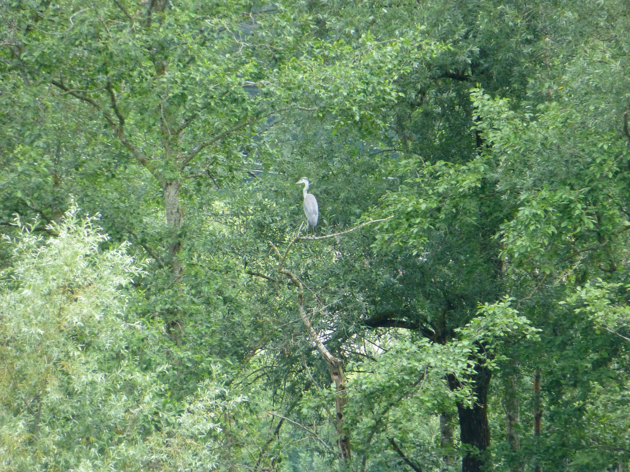 Ein Fischreiher in der Ferne. Spittal Ein Fischreiher in der Ferne. Spittal