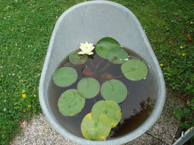 mein kleiner Seerosenteich