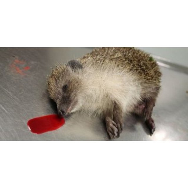 Tierschutzvereinspräsidentin Petrovic nennt tierquälende Kinder "tickende Zeitbomben"